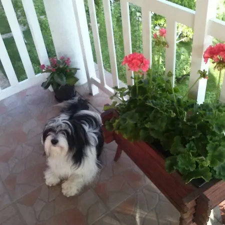 Gs ***** Apartament Zavidovici