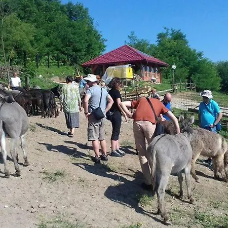 Gs ***** * Zavidovici